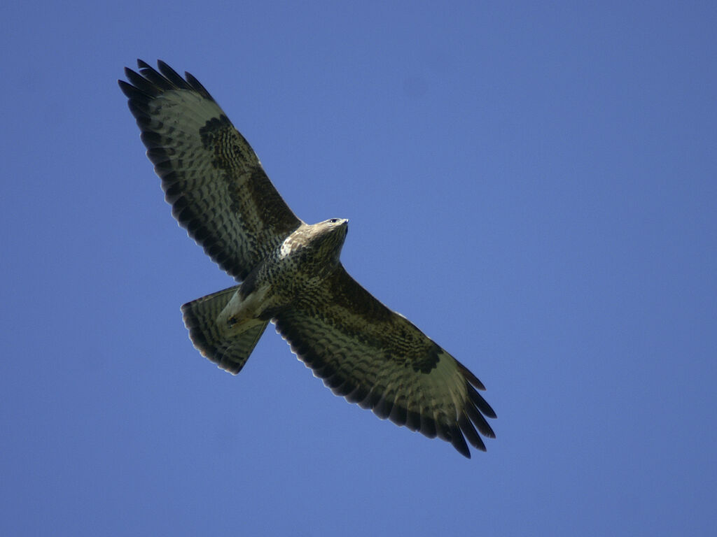 Common Buzzard