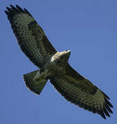 Common Buzzard