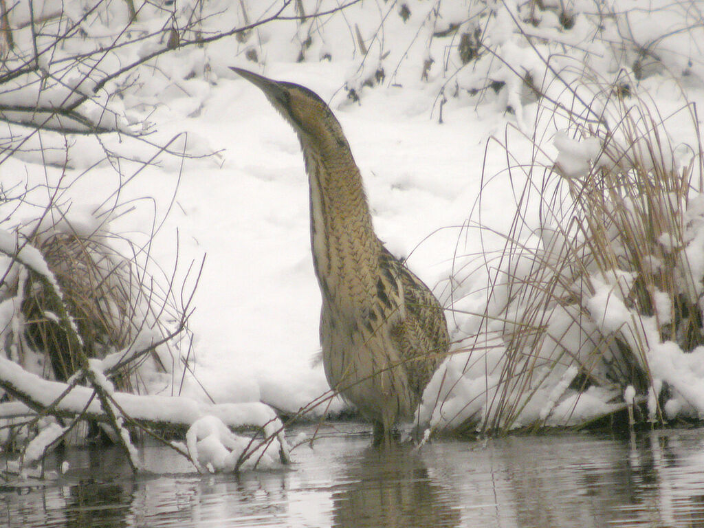 Eurasian Bittern