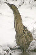 Eurasian Bittern