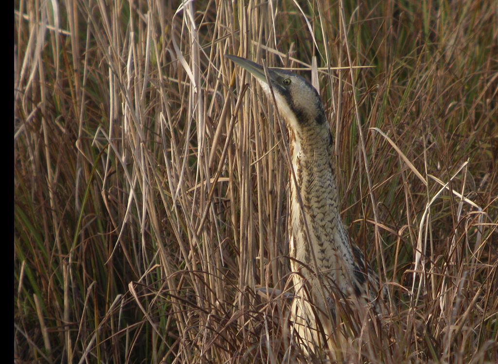 Eurasian Bittern