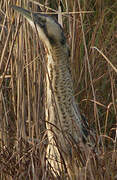 Eurasian Bittern