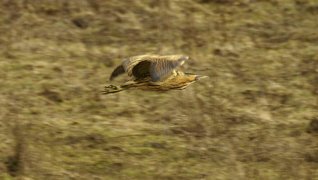 Eurasian Bittern