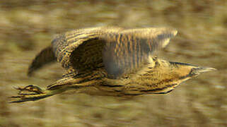 Eurasian Bittern