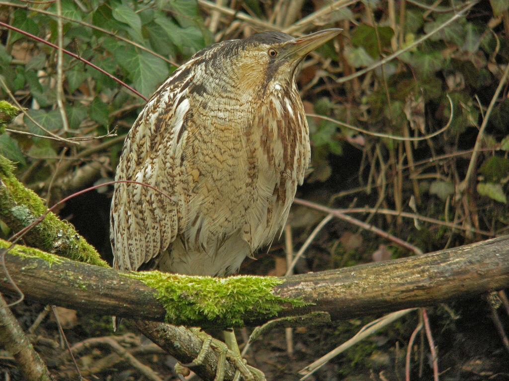 Eurasian Bittern