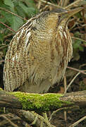 Eurasian Bittern