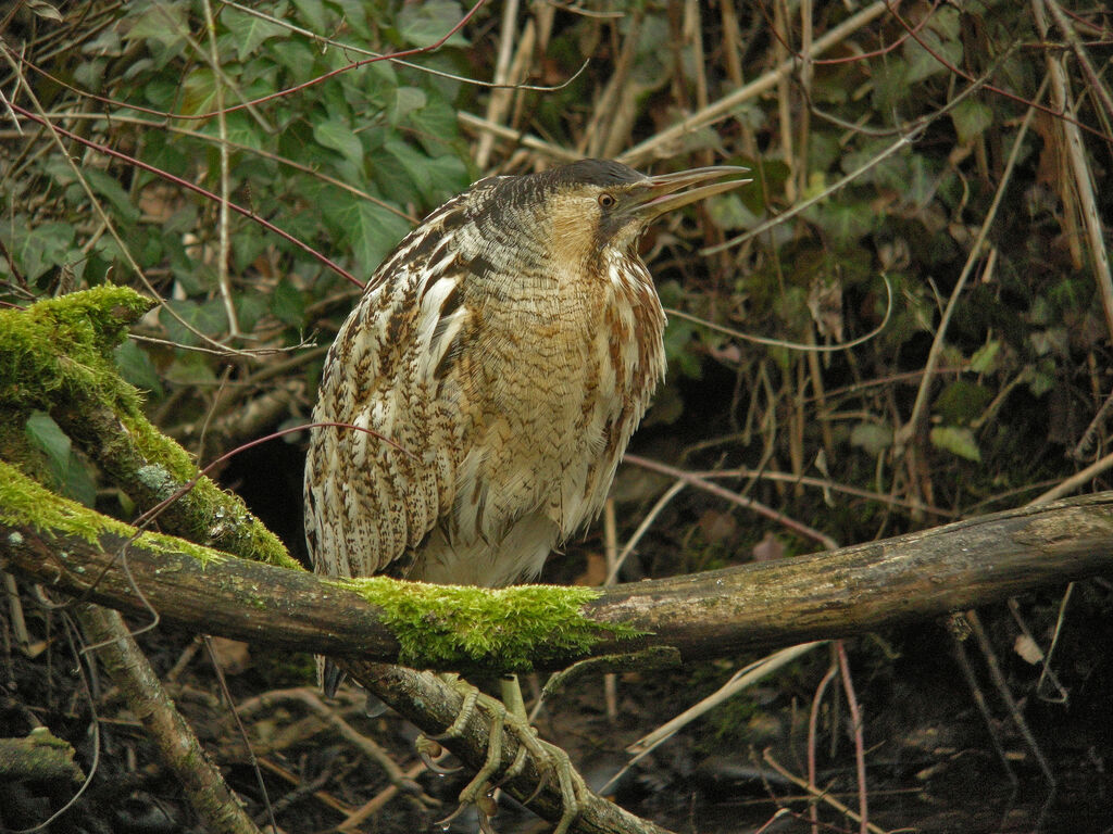 Eurasian Bittern