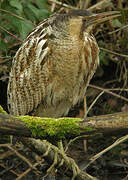 Eurasian Bittern