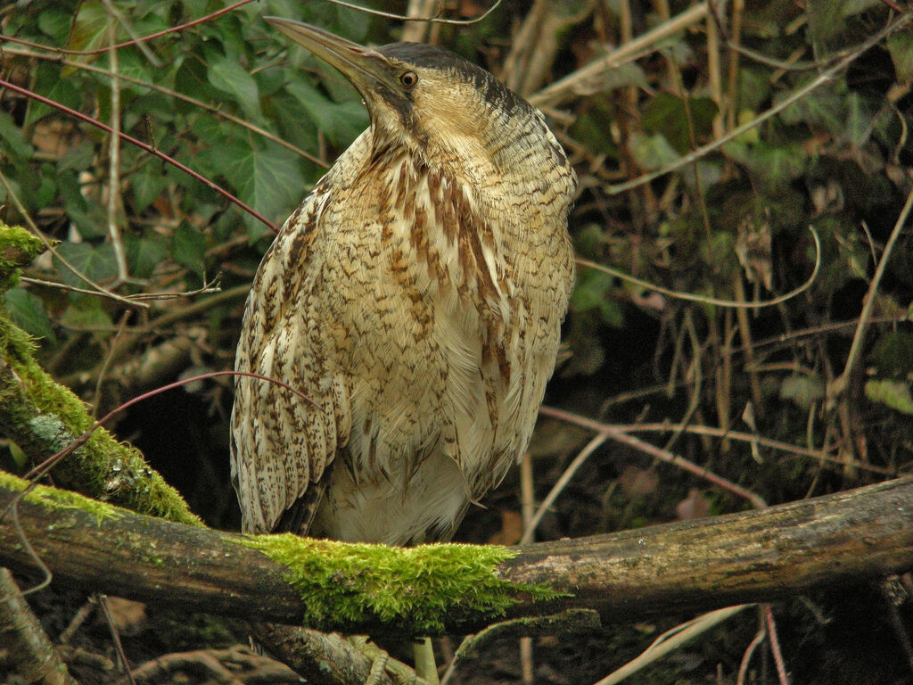 Eurasian Bittern, identification