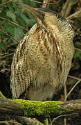 Eurasian Bittern