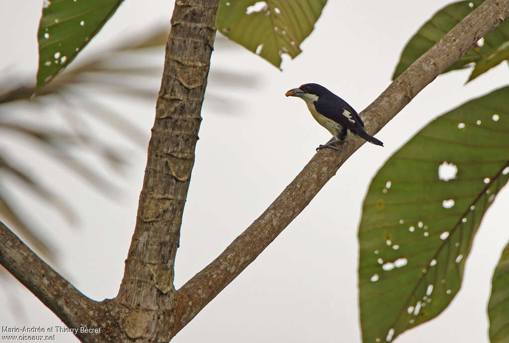 Orange-fronted Barbet male adult, identification