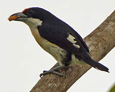 Orange-fronted Barbet