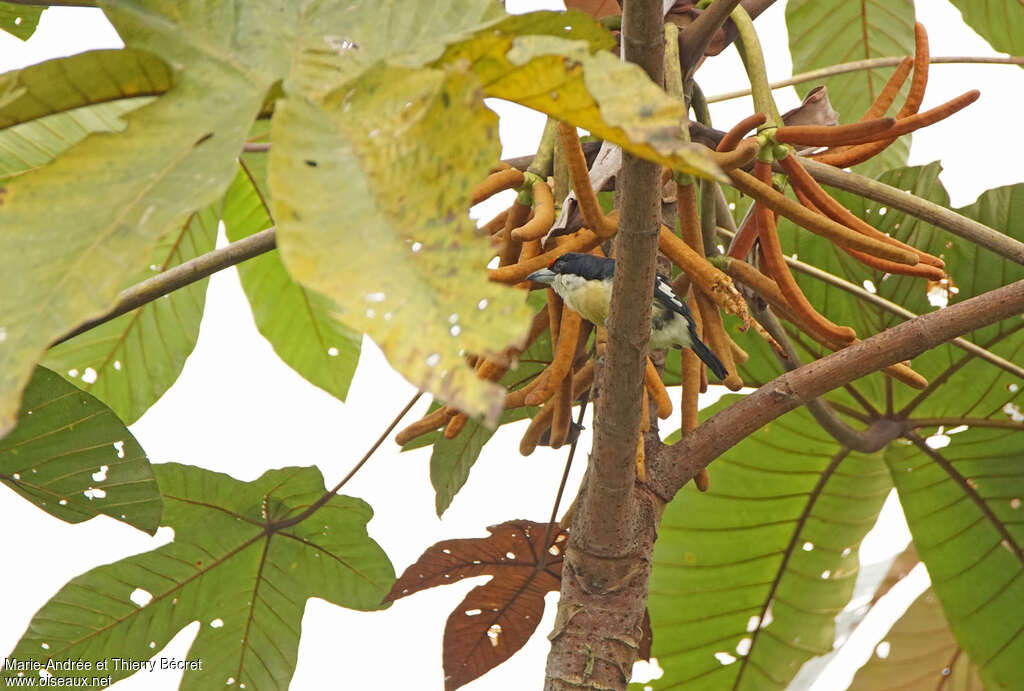 Orange-fronted Barbet male adult