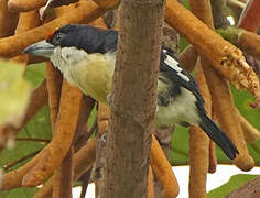 Orange-fronted Barbet