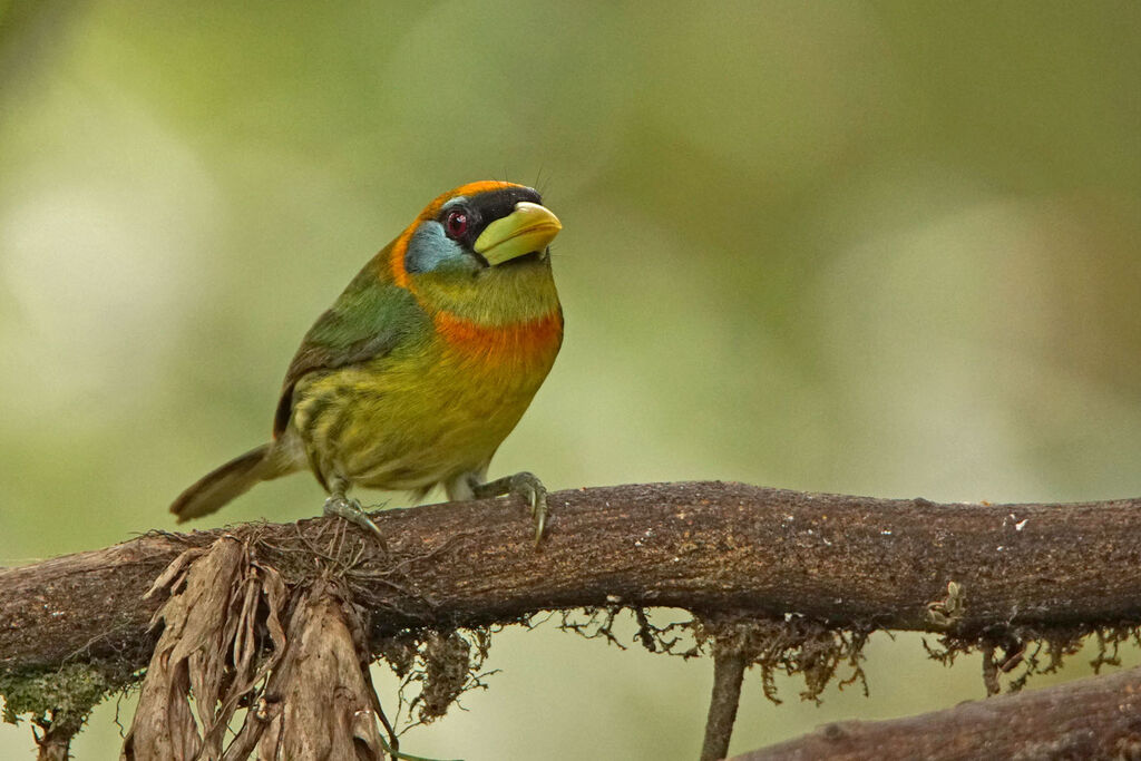 Red-headed Barbet female