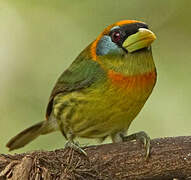 Red-headed Barbet