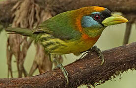 Red-headed Barbet