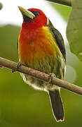 Red-headed Barbet