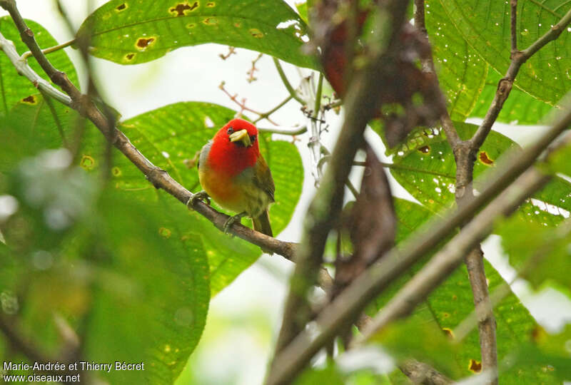 Scarlet-hooded Barbet male adult