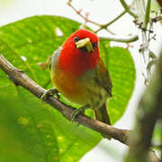 Scarlet-hooded Barbet