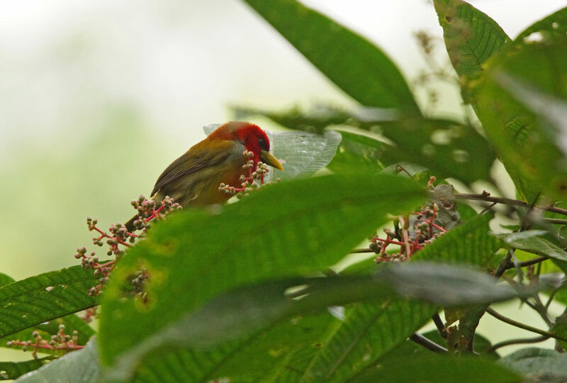 Scarlet-hooded Barbet male