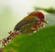 Scarlet-hooded Barbet