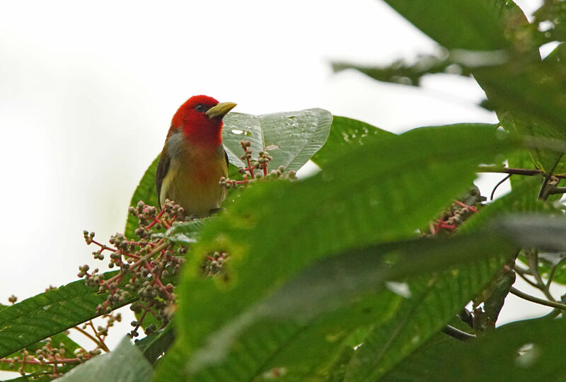 Scarlet-hooded Barbet