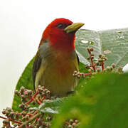 Scarlet-hooded Barbet