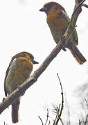 Prong-billed Barbet