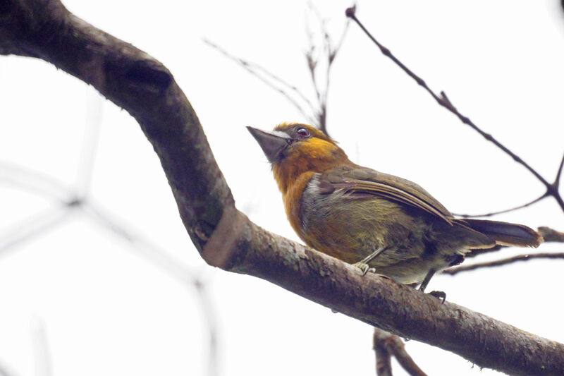 Prong-billed Barbet