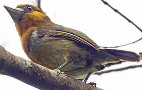 Prong-billed Barbet