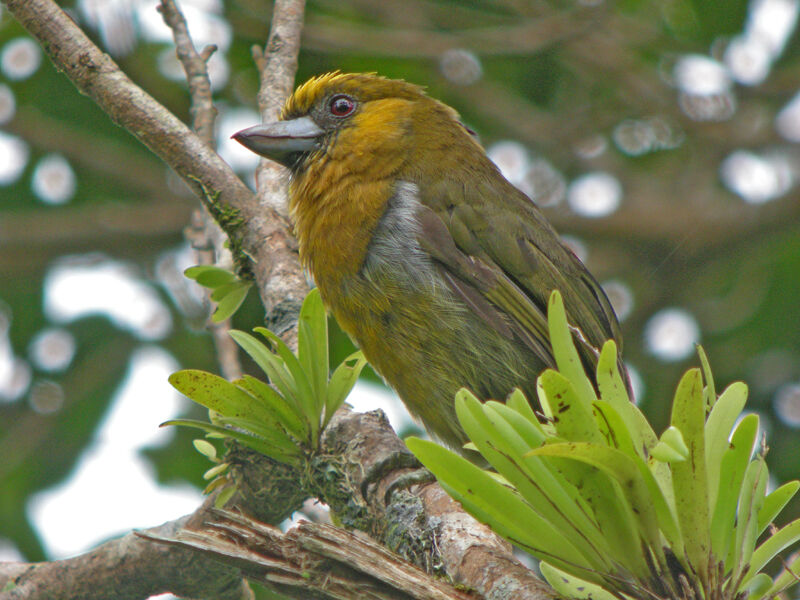 Prong-billed Barbet