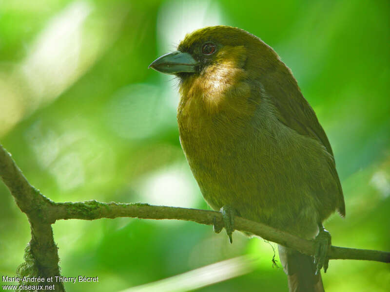 Prong-billed Barbet