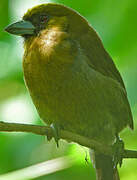 Prong-billed Barbet