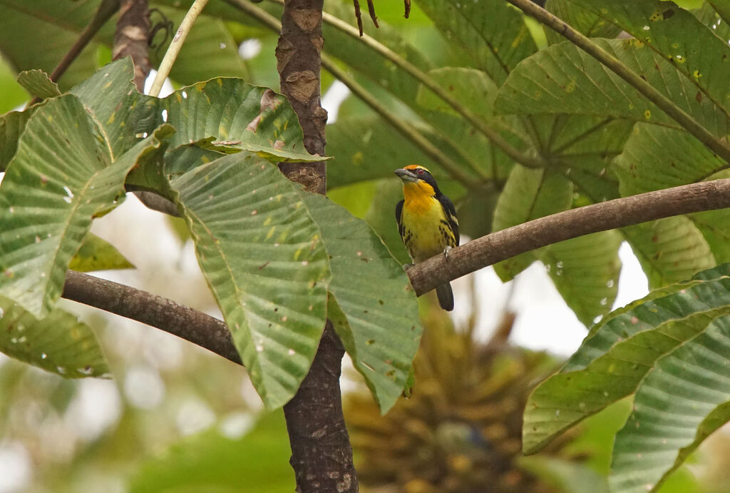 Gilded Barbet male