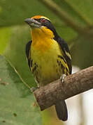 Gilded Barbet