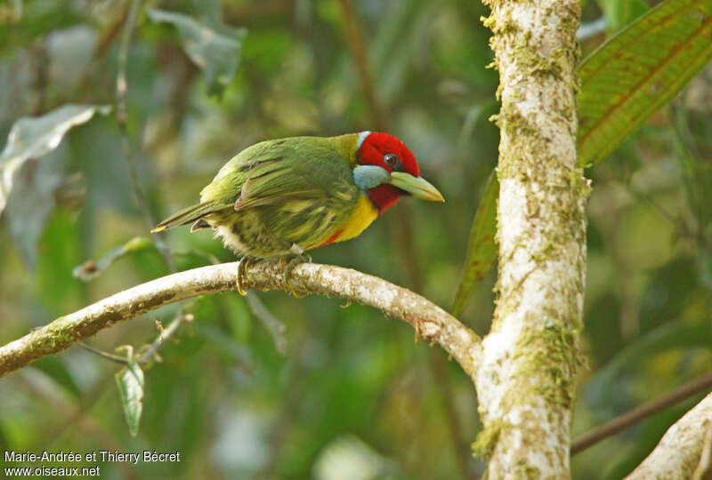 Versicolored Barbet male adult, identification