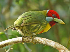 Versicolored Barbet