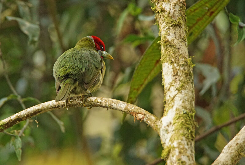 Versicolored Barbet male