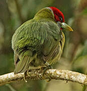 Versicolored Barbet