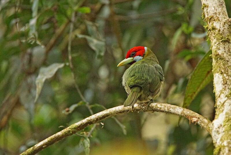 Versicolored Barbet male