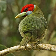 Versicolored Barbet