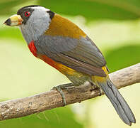 Toucan Barbet