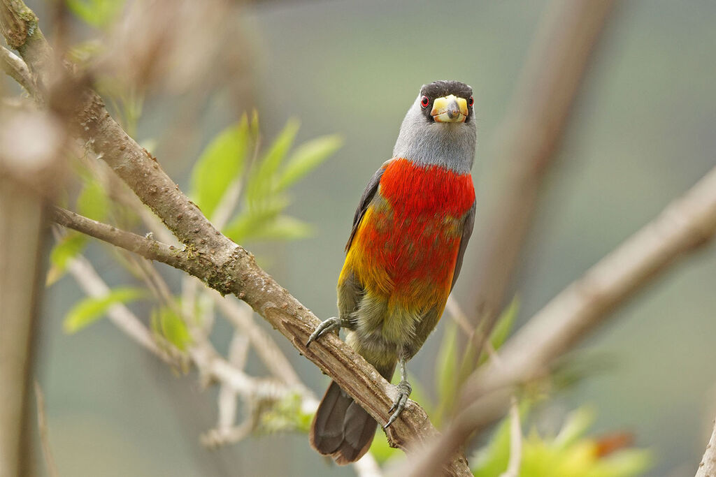 Toucan Barbet