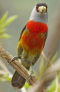 Toucan Barbet