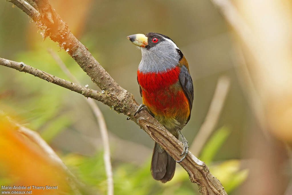 Cabézon toucanadulte, composition