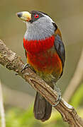 Toucan Barbet