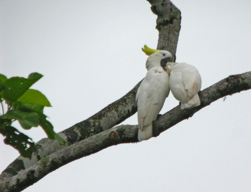 Sulphur-crested Cockatoo