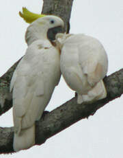 Cacatoès à huppe jaune