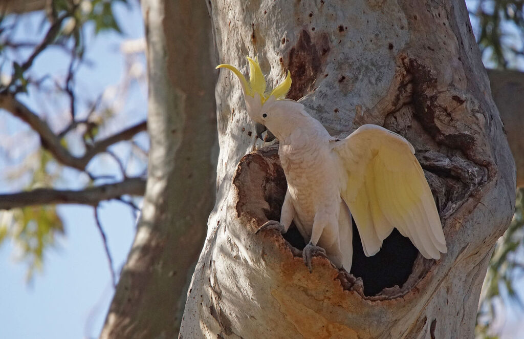 Sulphur-crested Cockatoo